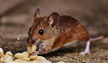 24 Hour & Emergency Exterminators in Tuckerton, PA